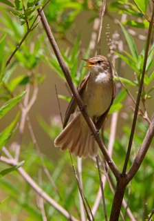 Western Olivaceous Warbler