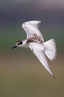 Chlidonias hybridus