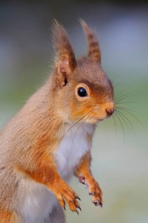 Eurasian red eurasian red squirrel