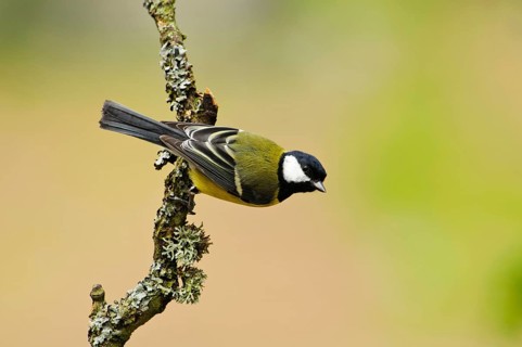 Great tit