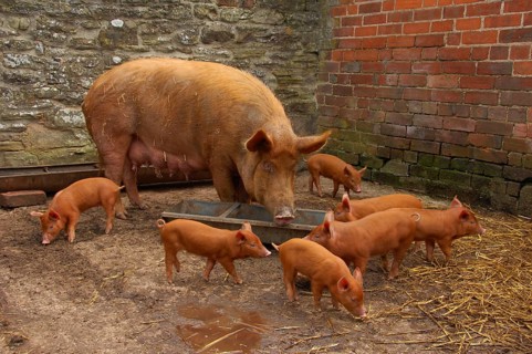 Domestic pig
