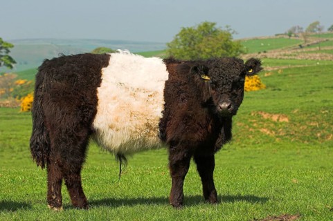 Domestic cattle