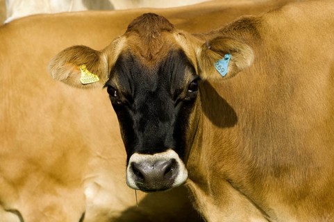 Domestic cattle