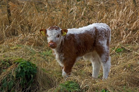 Domestic Cattle