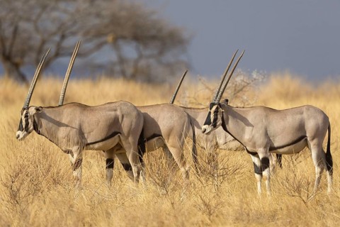 East african oryx