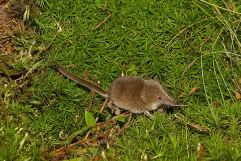 Eurasian pygmy shrew