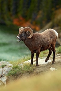 Bighorn sheep