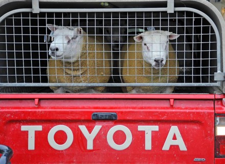 Domestic Sheep