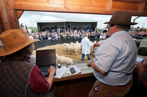 Sheep farming