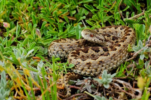 Meadow viper