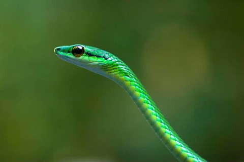 Viper