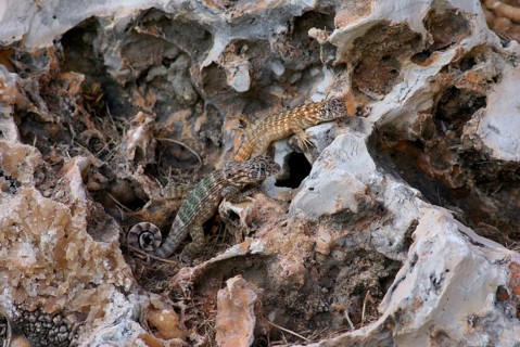 Cuban Brown Curly-tailed Lizard