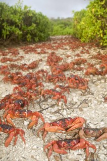 Christmas island red crab