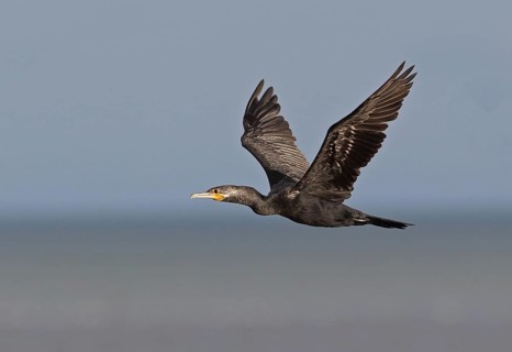 Neotropic Cormorant