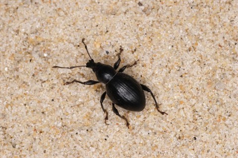 Weevils