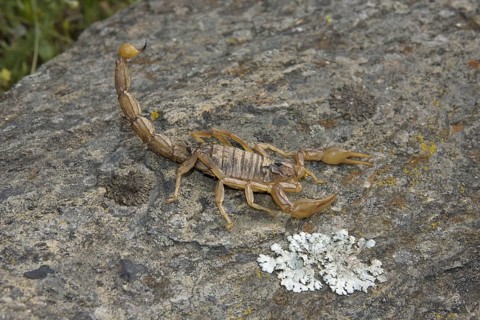 Common European Scorpion
