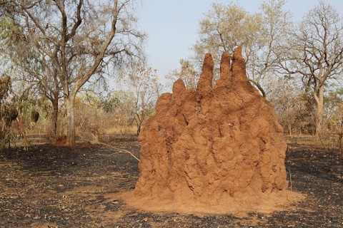 Termite