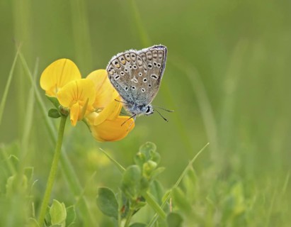 Common Blue
