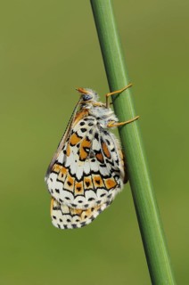 Plantain Fritillary