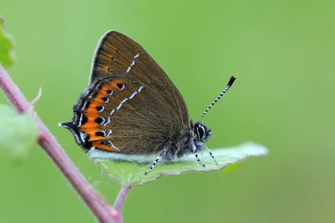 Gossamer winged butterfly