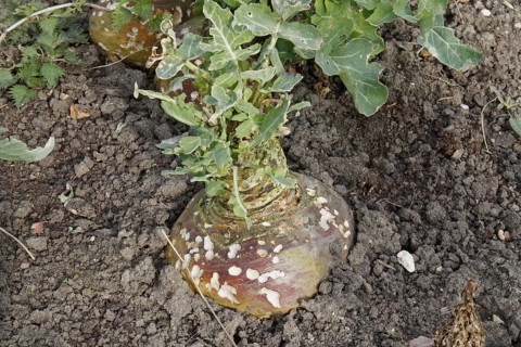 Napus napobrassica