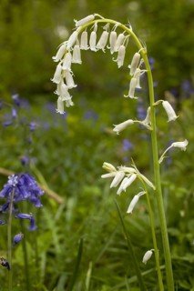 Endymion hyacinth