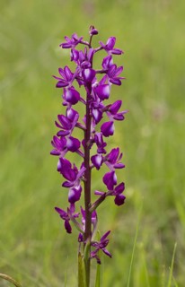 Loose-flowered Orchid