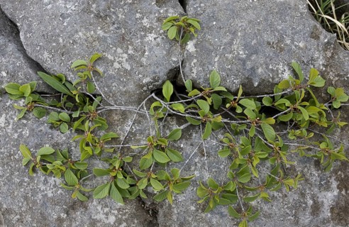 Alder buckthorn