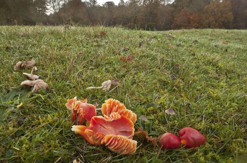 Scarlet Waxcap