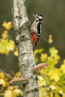 Great Spotted Woodpecker