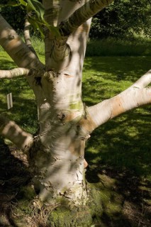Erman's birch