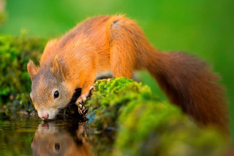 Squirrel
