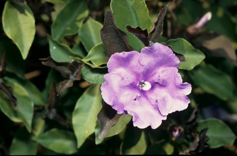 Manac Brunfelsia