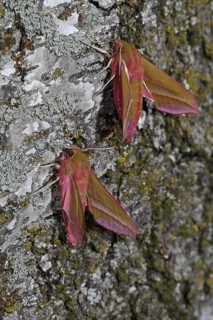 Elephant hawk-moth