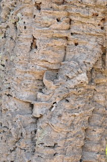 Cork oak
