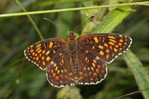 Quail Wheat Fritillary