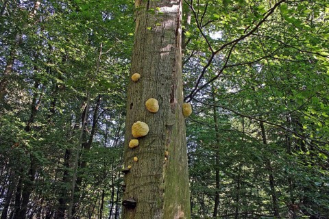 Prickly Beech Beard