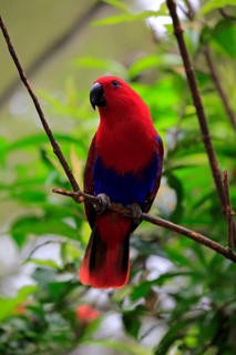 Eclectus parrot