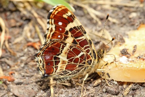 Landaertchen