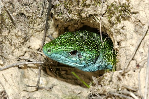 Eastern green lizard