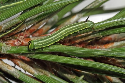 Pine Hawk Moth