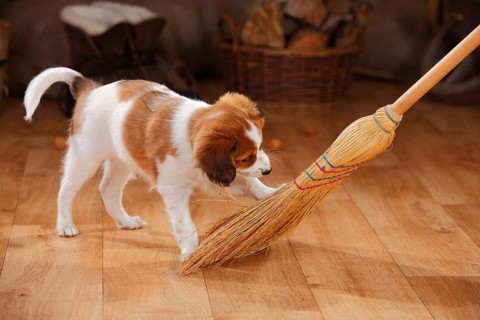 Kooikerhondje