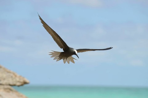 Black Noddy