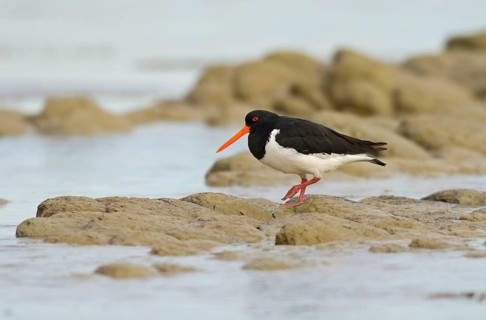 South island oystercatcher