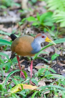 Grey-necked Wood-rail