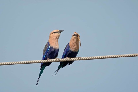 Blue-bellied roller