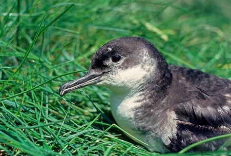 Black-billed Shearwater