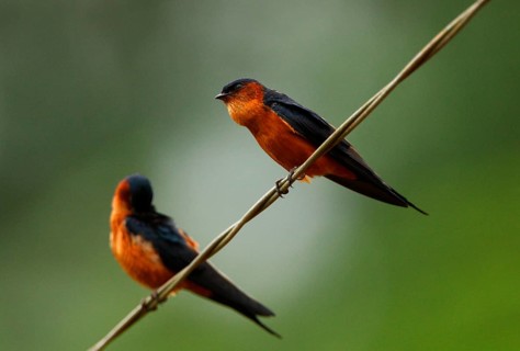 Ceylon Swallow