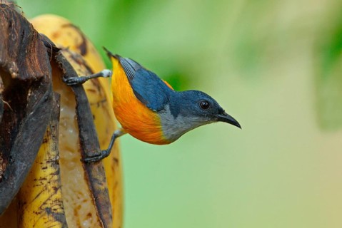 Orange-bellied Flowerpecker