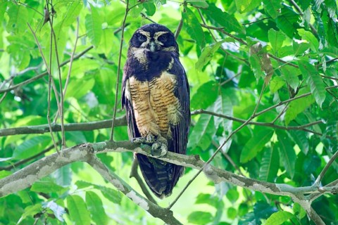 Spectacled Owl